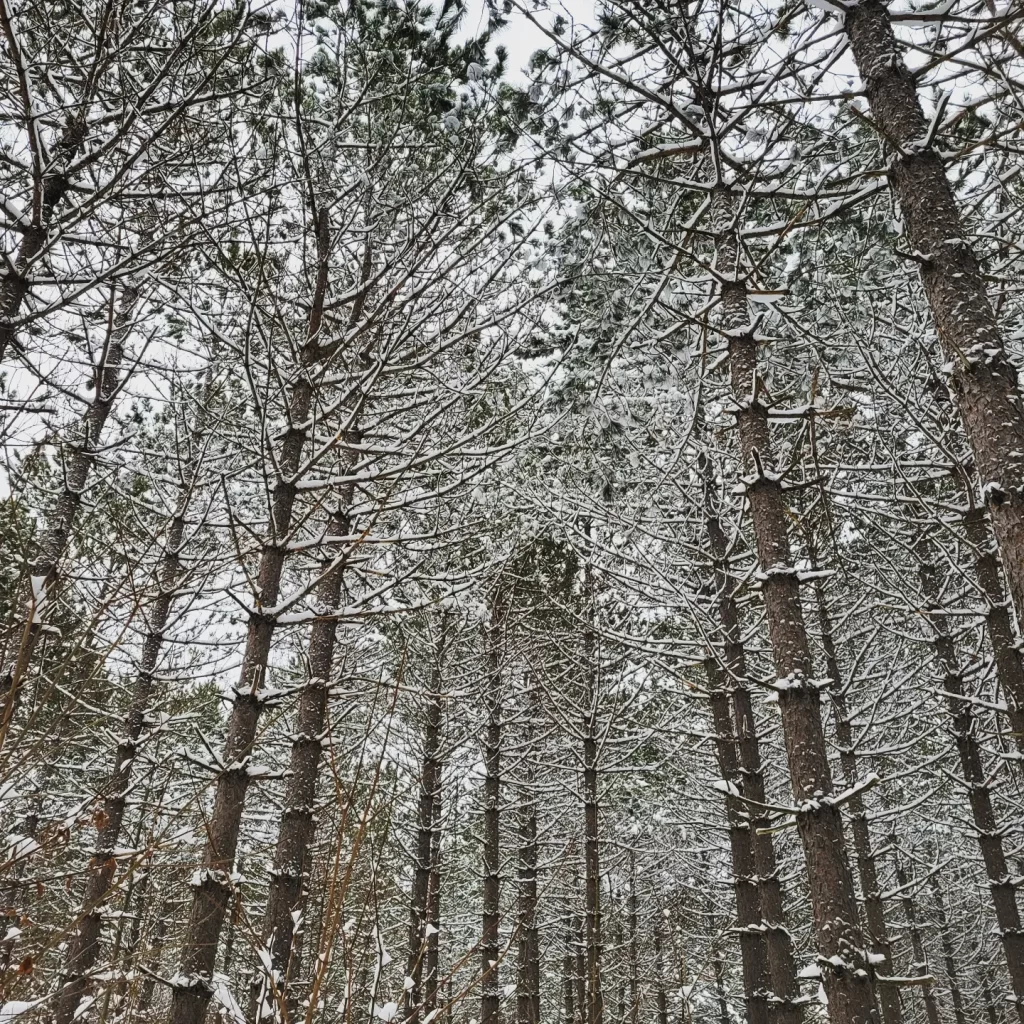 winman forest winter